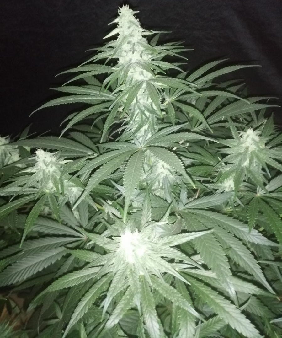 cbd #1 plant