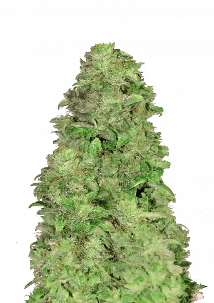 CBD Auto 20 1 frontal von FastBuds