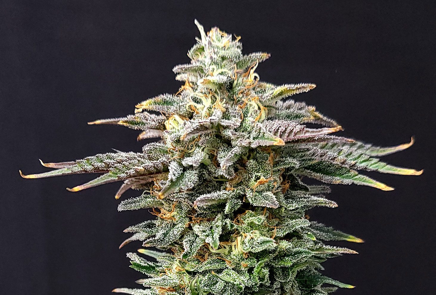 Cherry Dream von Kannabia Seeds