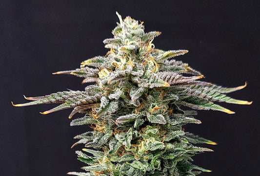 Cherry Dream von Kannabia Seeds