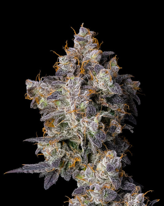 Cherry Zelato Cookies Seeds