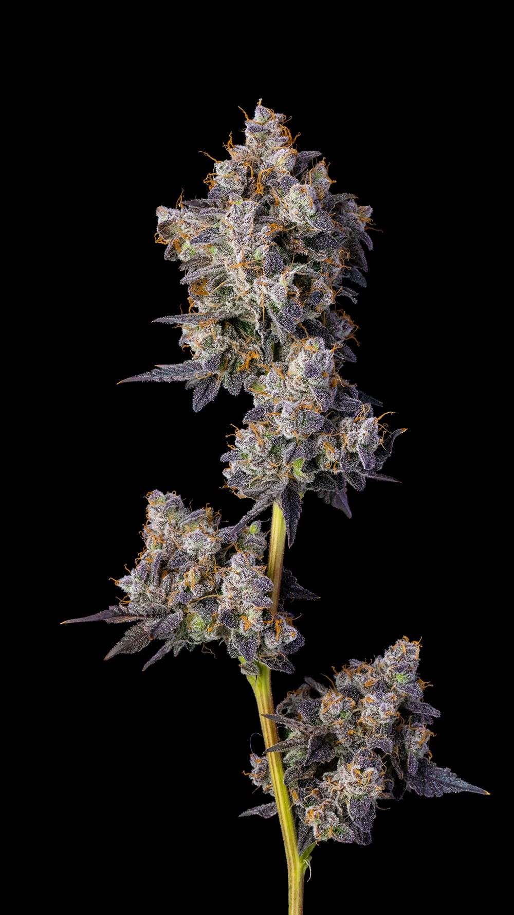 Cherry Zelato Cookie Seeds Plant