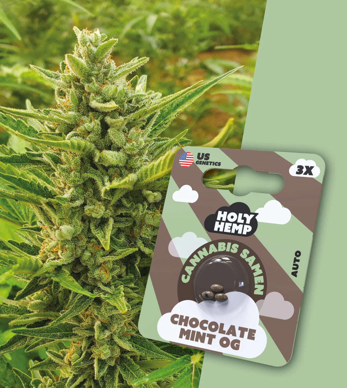 choclate_mint_og_auto_flower