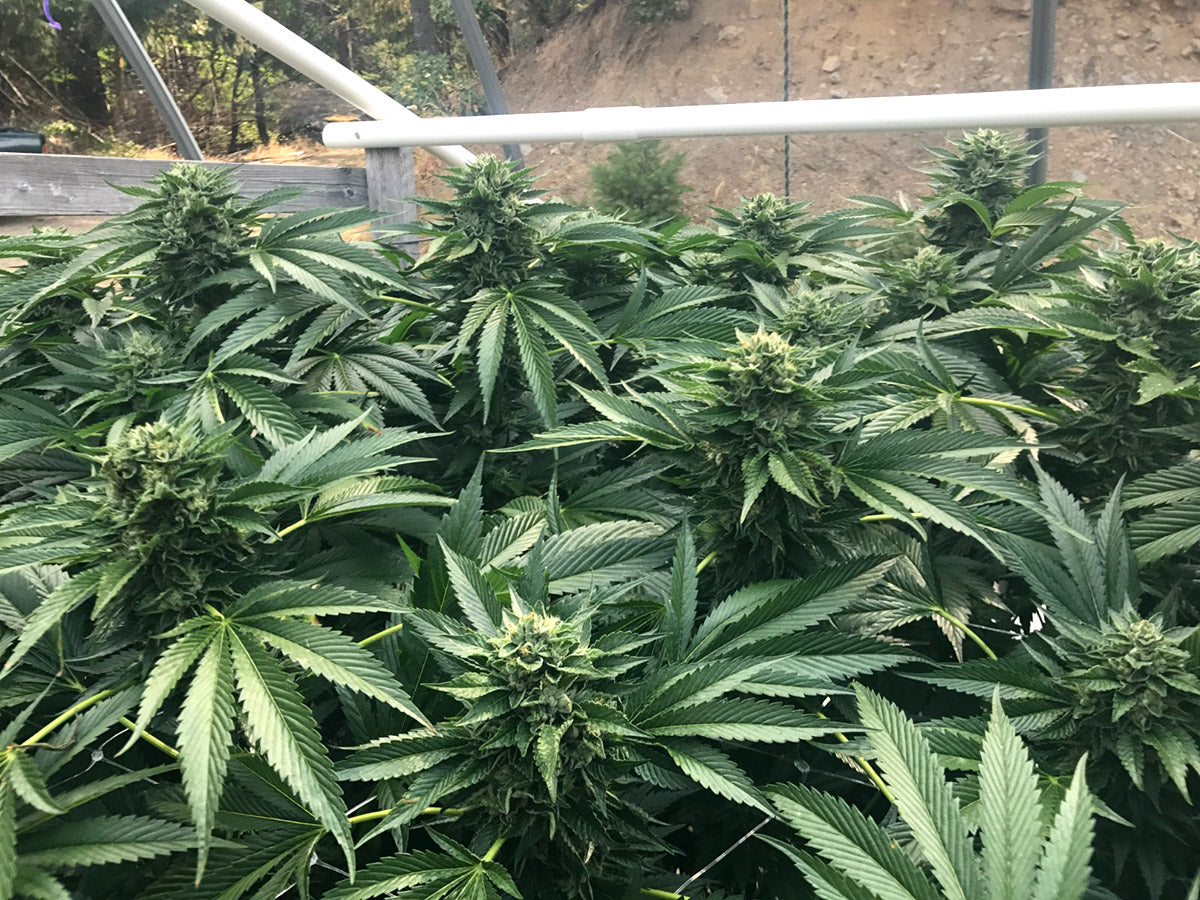 cinnamon buddha scrog humboldt
