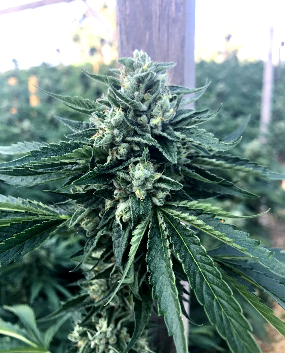 cinnamon buddha humboldt seeds