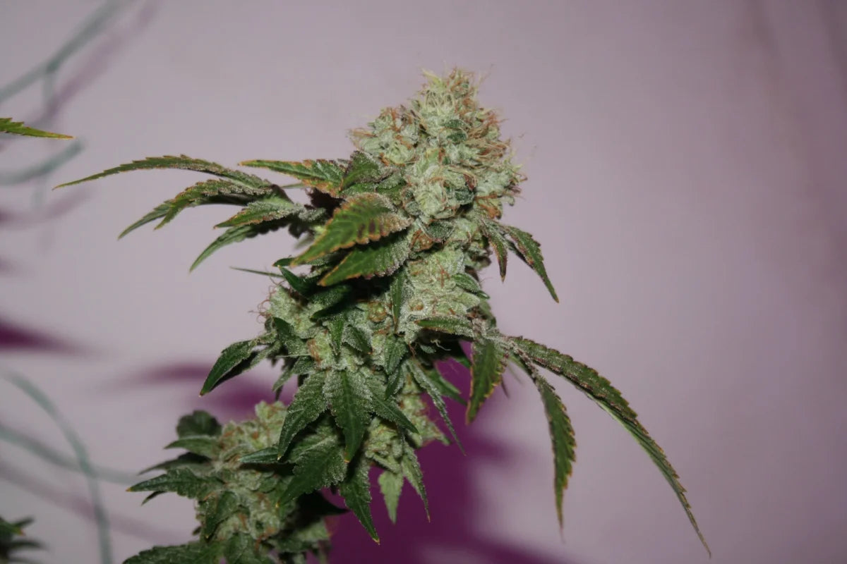 comeback kush bud