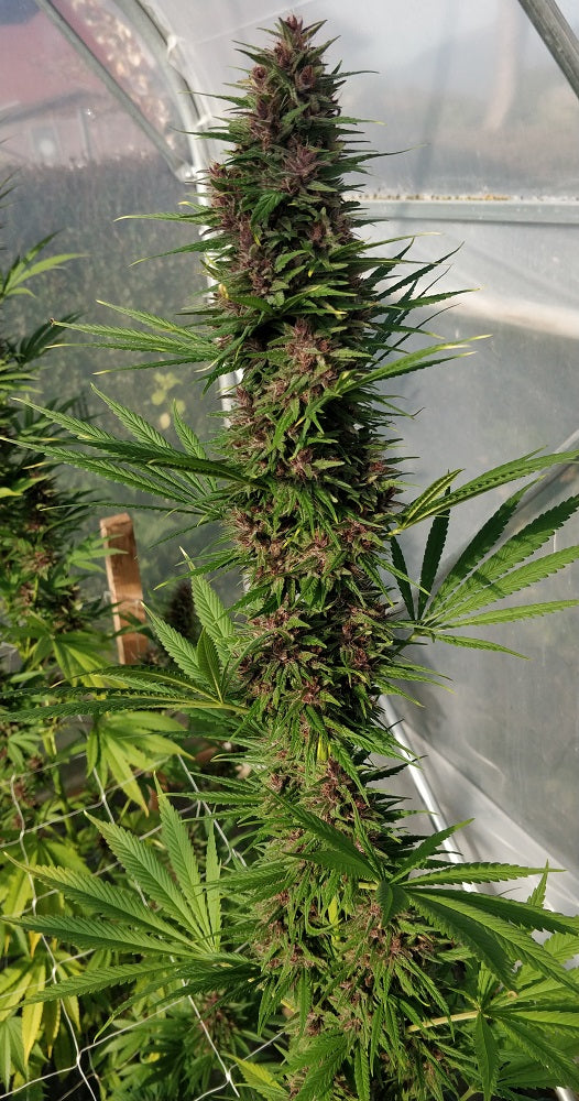 Congo Landrasse Outdoor whole plant