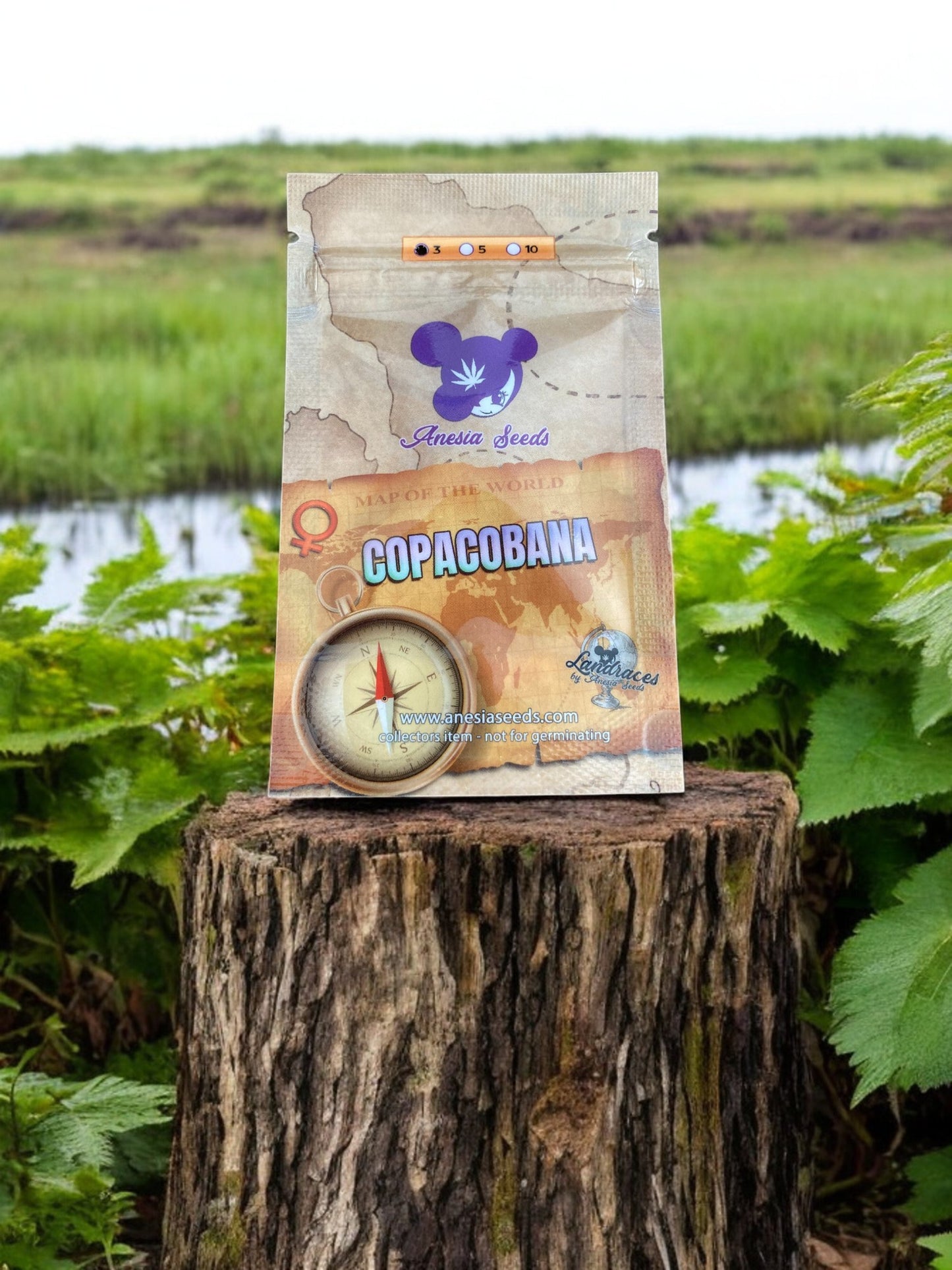 Copacobana Landrasse Packung von Anesia Seeds auf einem Baumstamm