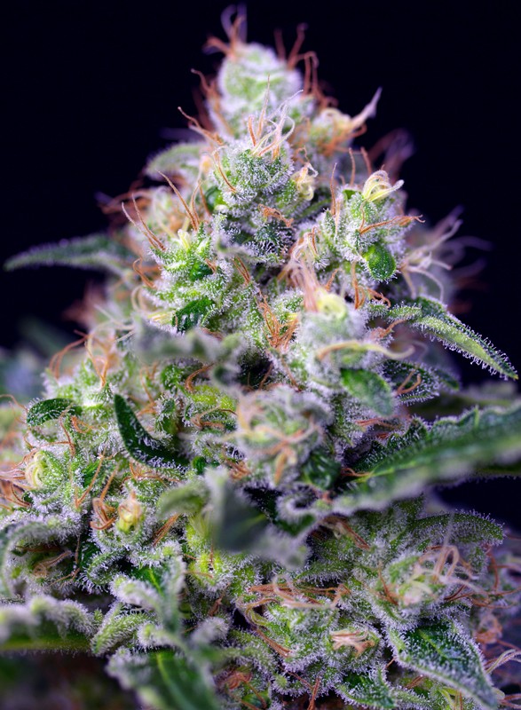 Cream Caramel Bud