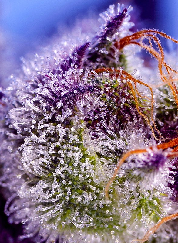 Diablos Delight XL Auto Trichome