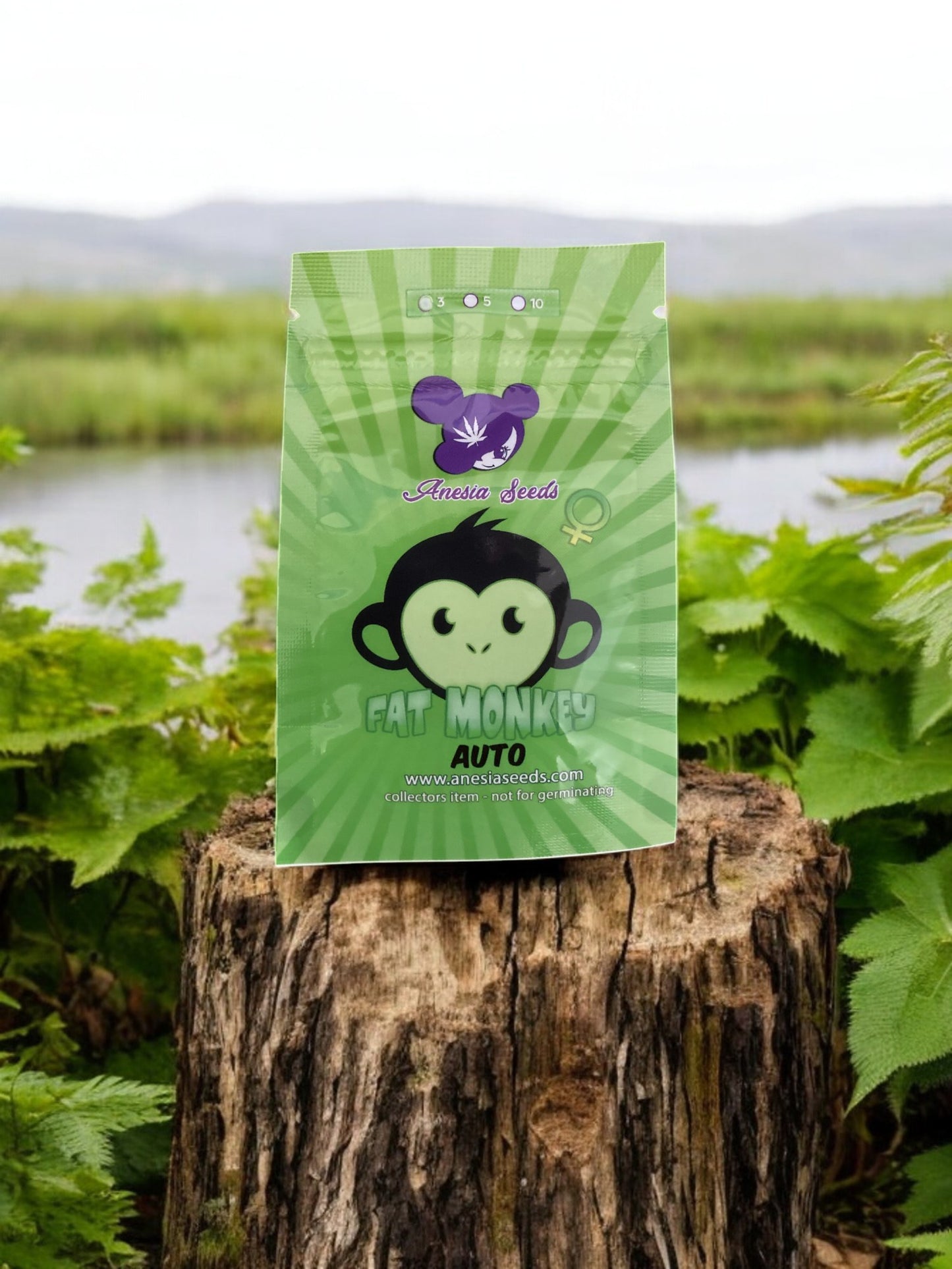 Fat Monkey Auto Packung von Anesia Seeds auf einem Baumstamm