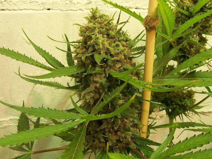 Golden Tiger bud outdoor