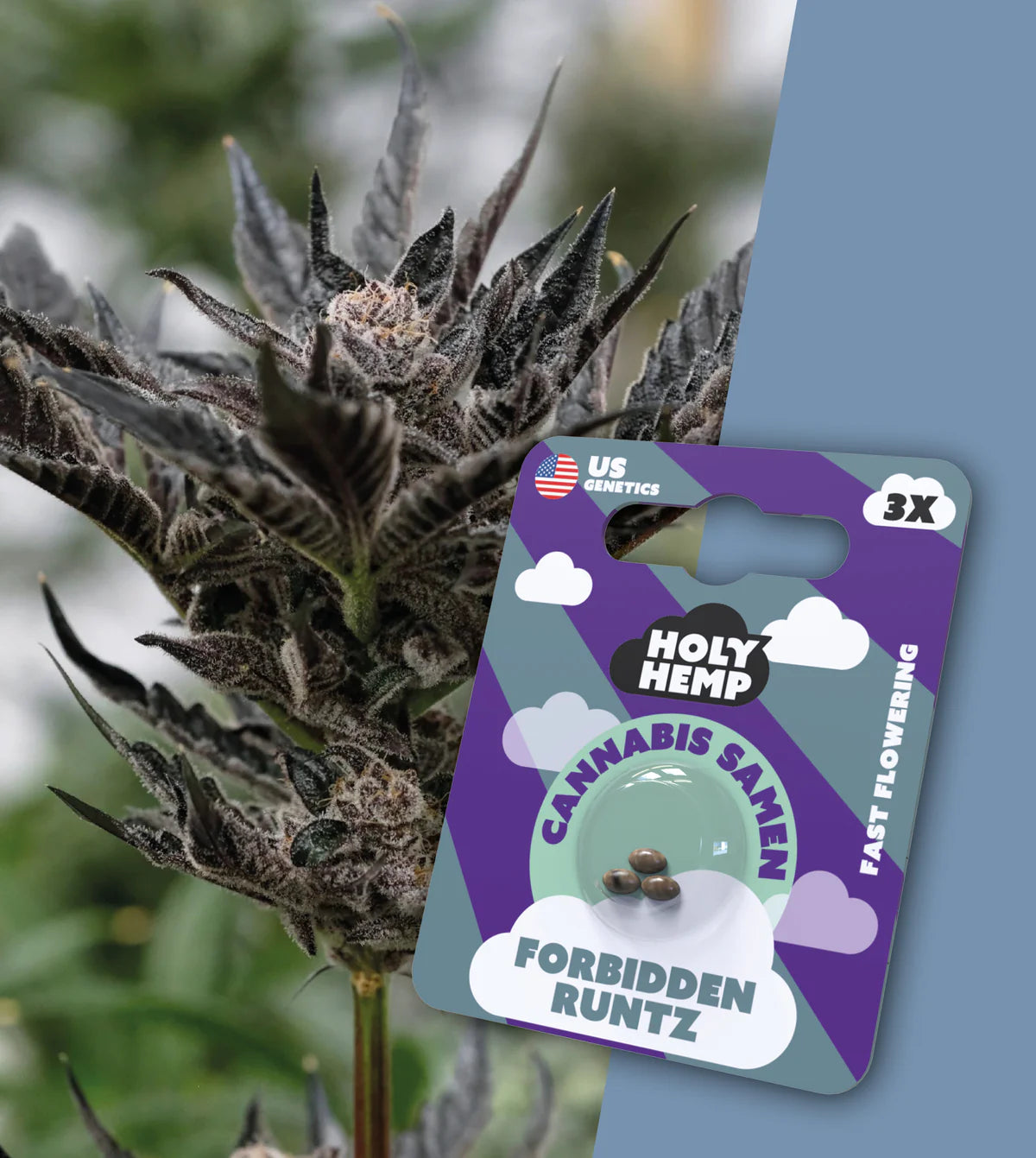 forbidden_runtz_fast_flower