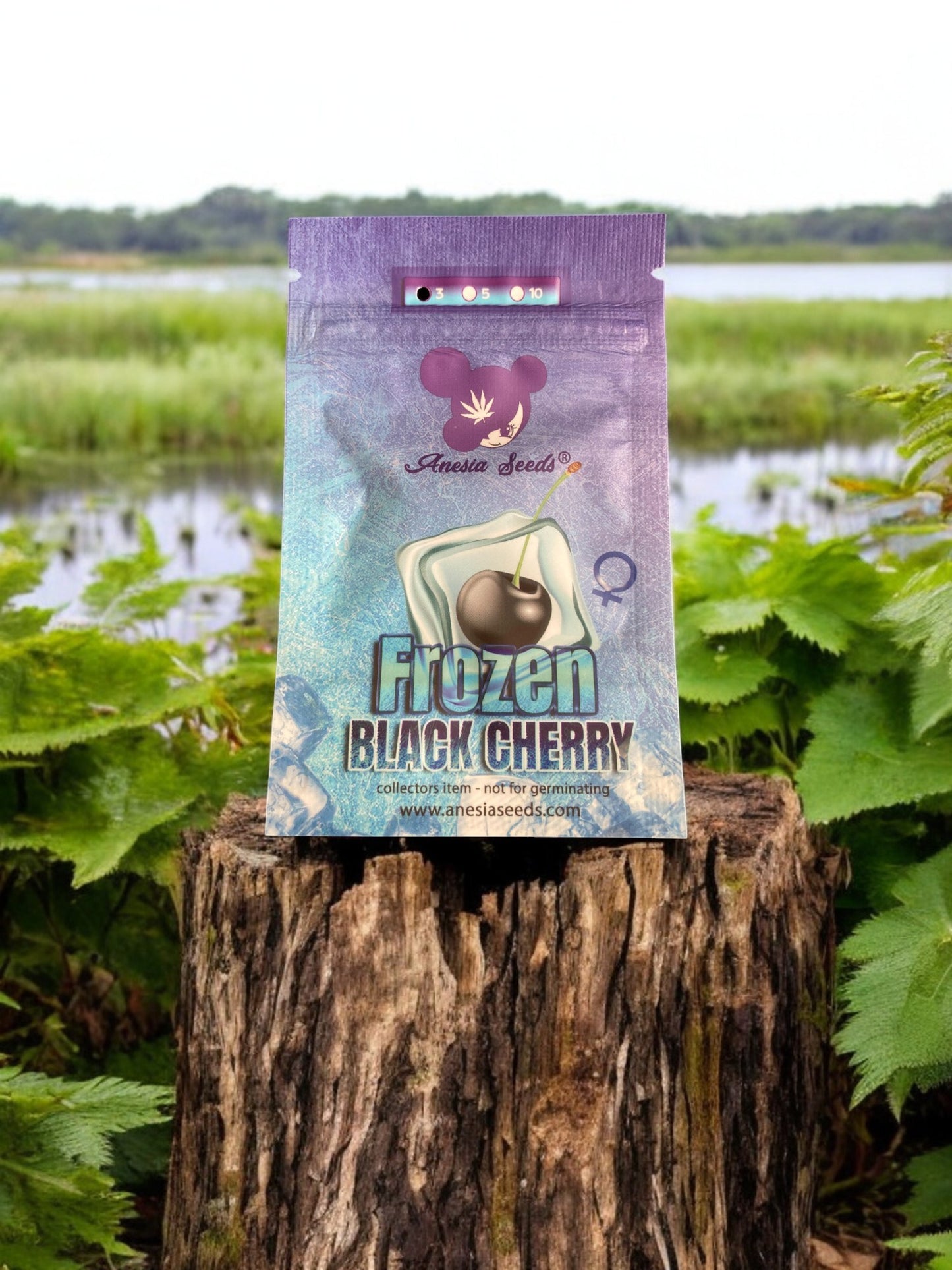 Frozen Black Cherry Fem Packung von Anesia Seeds auf einem Baumstamm