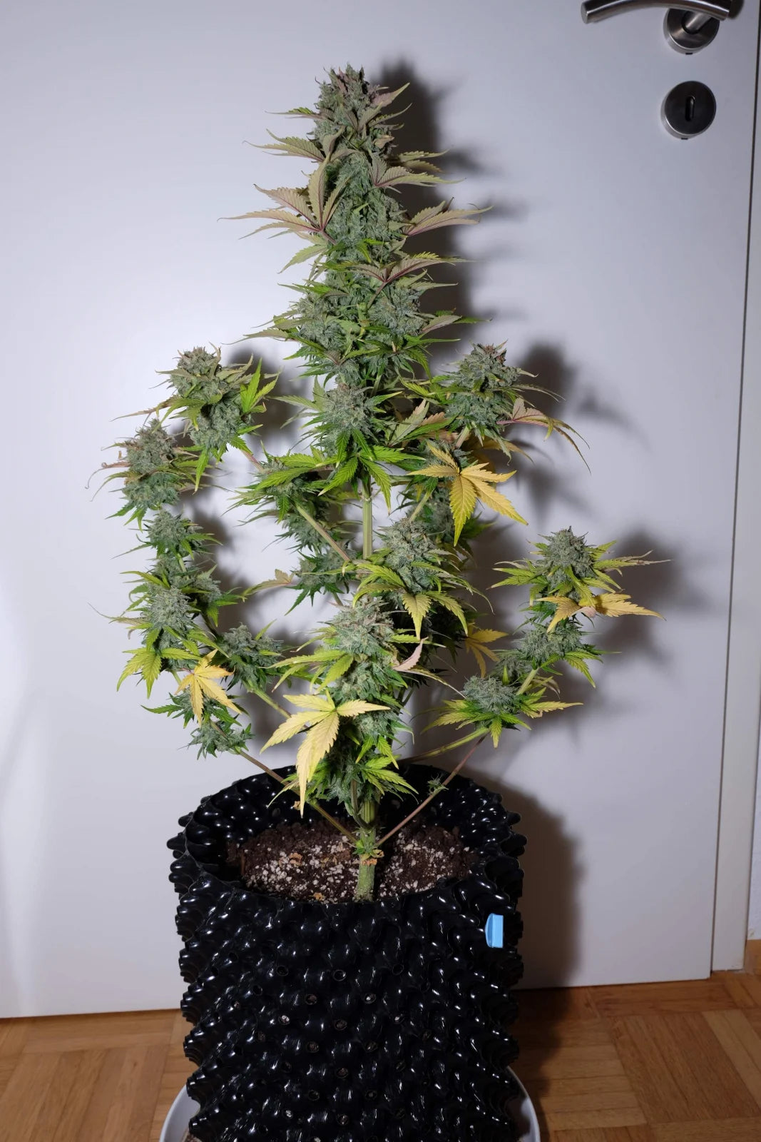 g14_1