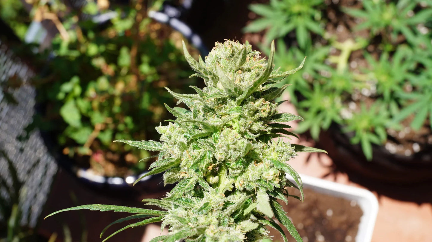 g14_3