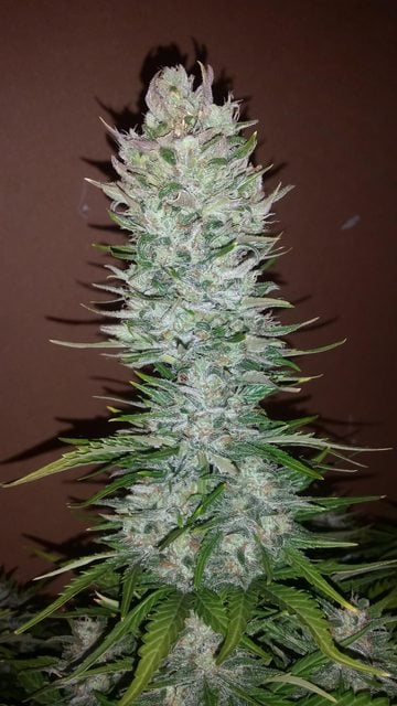 g14_4