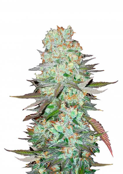 g14_front