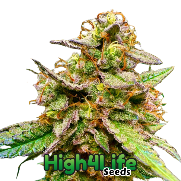 Galactic Zkittelz headbud