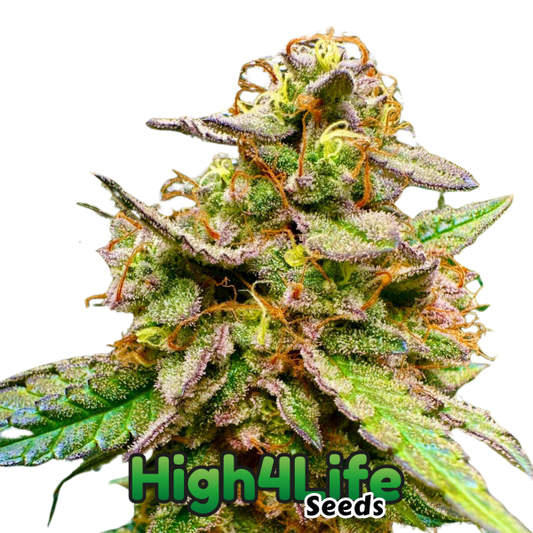 Galactic Zkittelz headbud