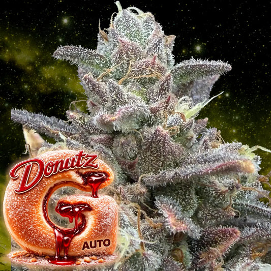G Donutz Auto trichomes