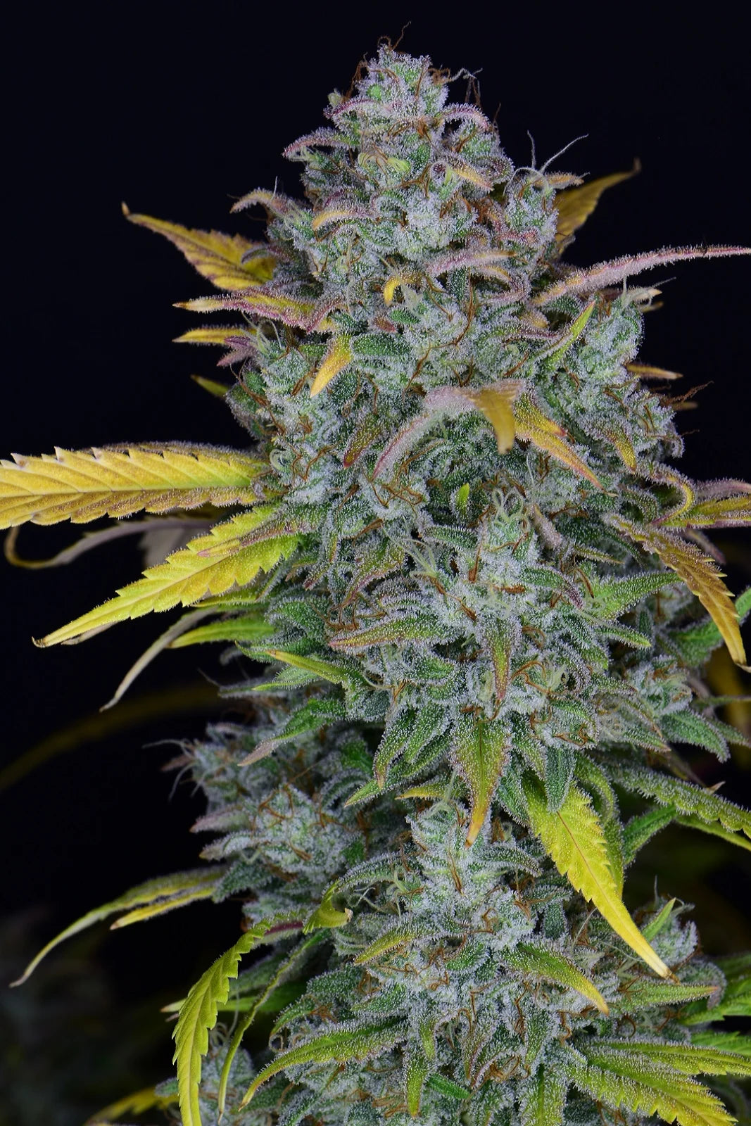gelato_auto_1