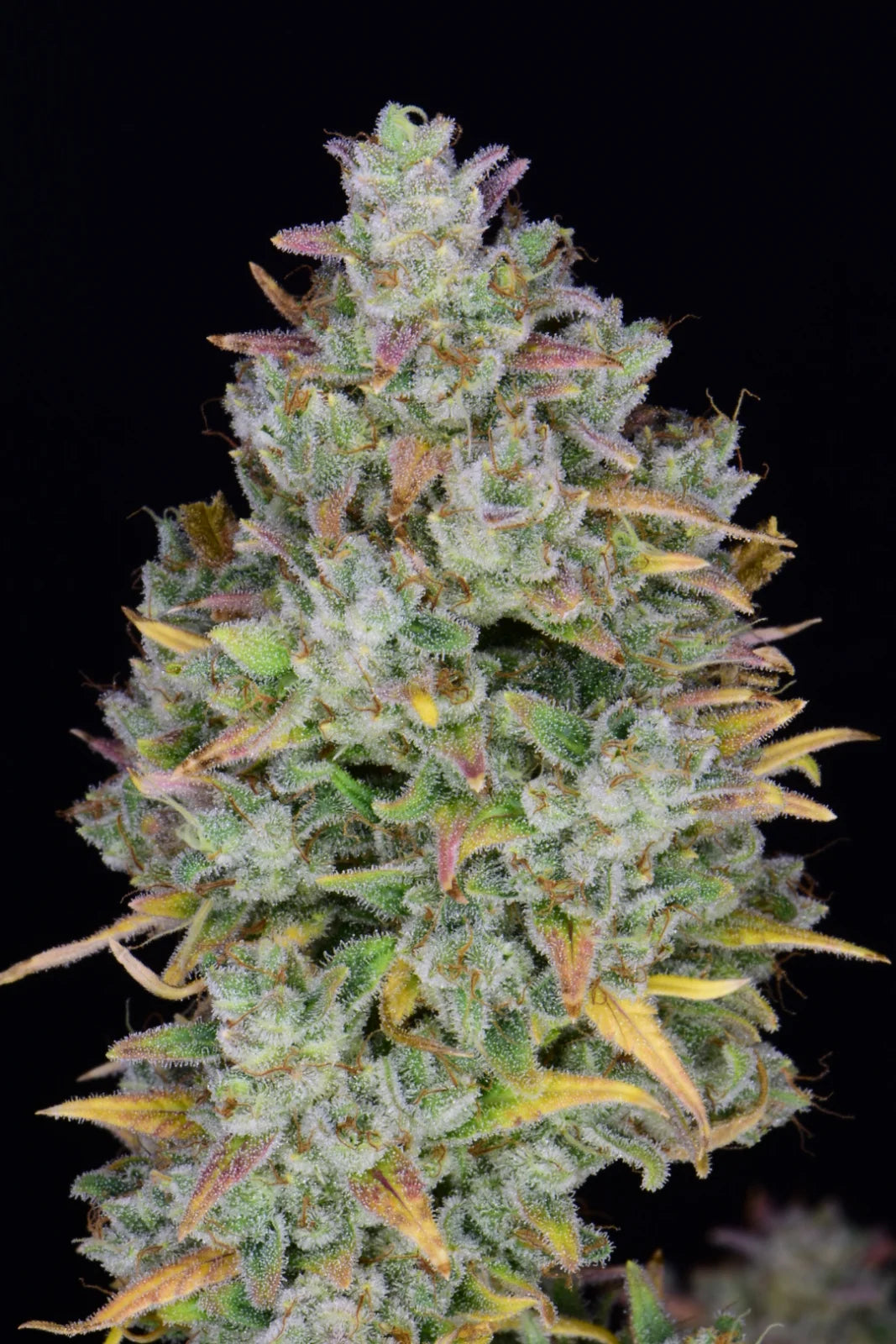 gelato_auto_2