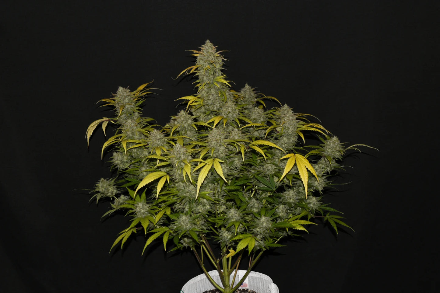 gelato_auto_3