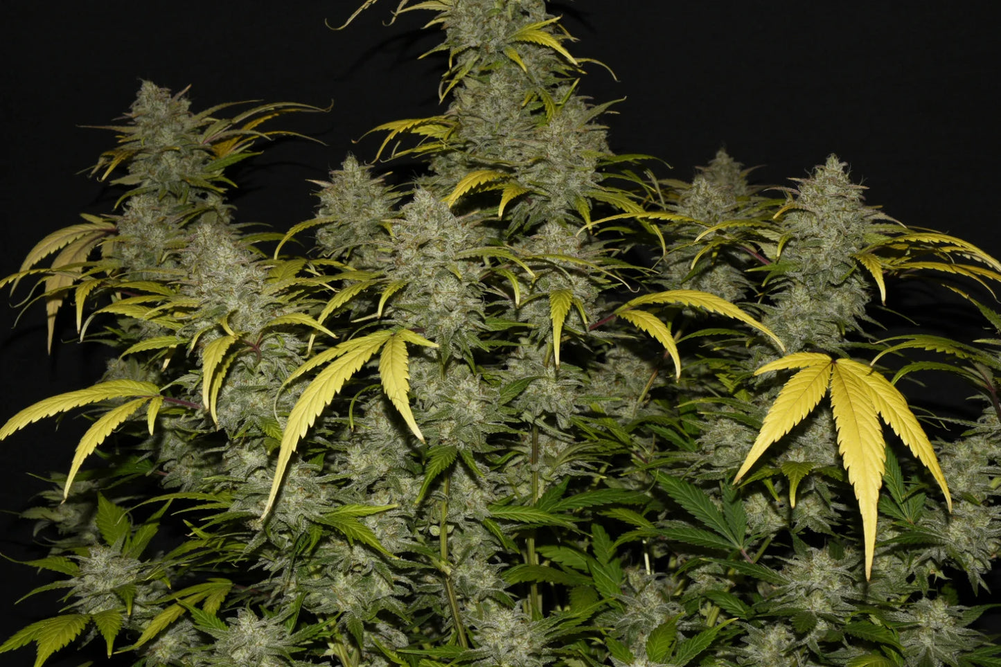 gelato_auto_4
