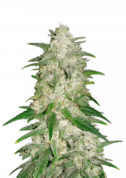 gelato_auto_front
