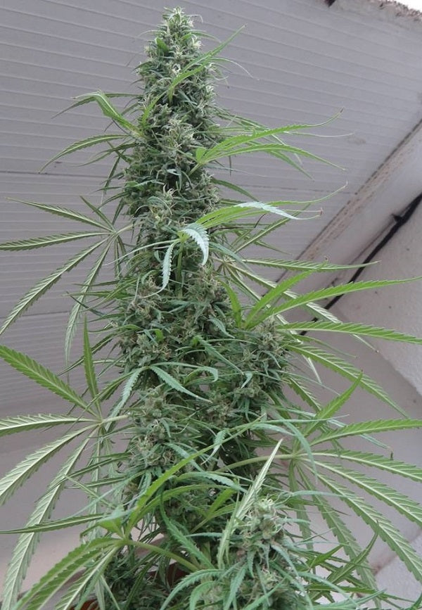 Golden Tiger bud outdoor