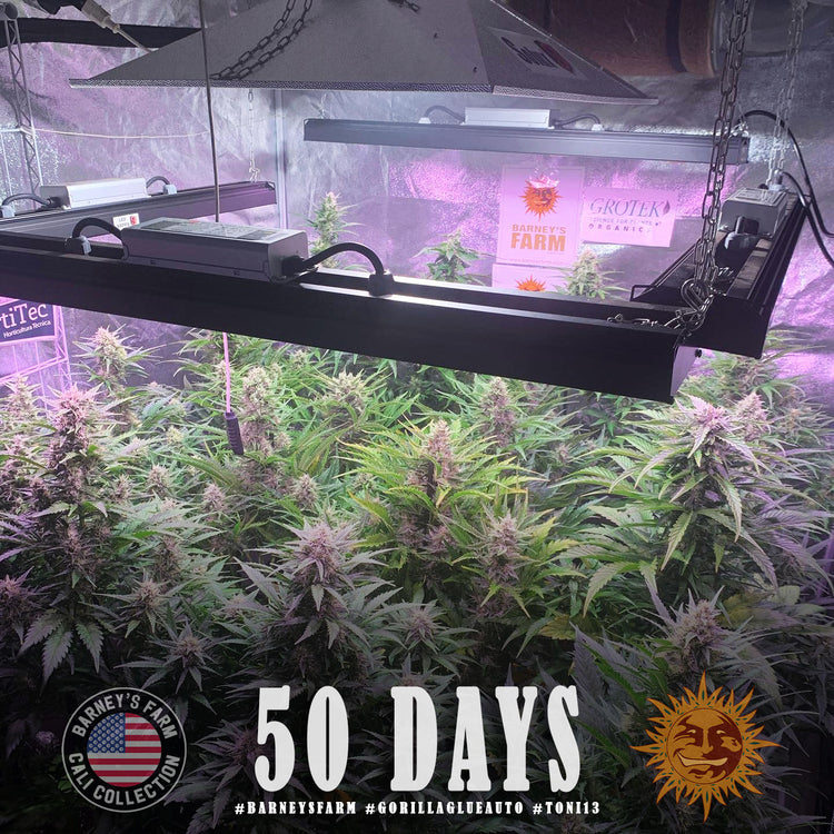 gorilla glue auto 3