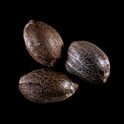 Gorilla King Auto 3 Seeds - Kannabia Seeds