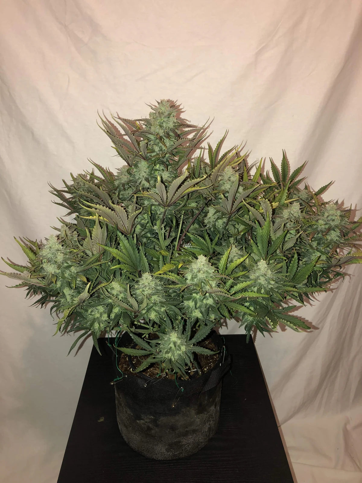 gorilla_auto_1