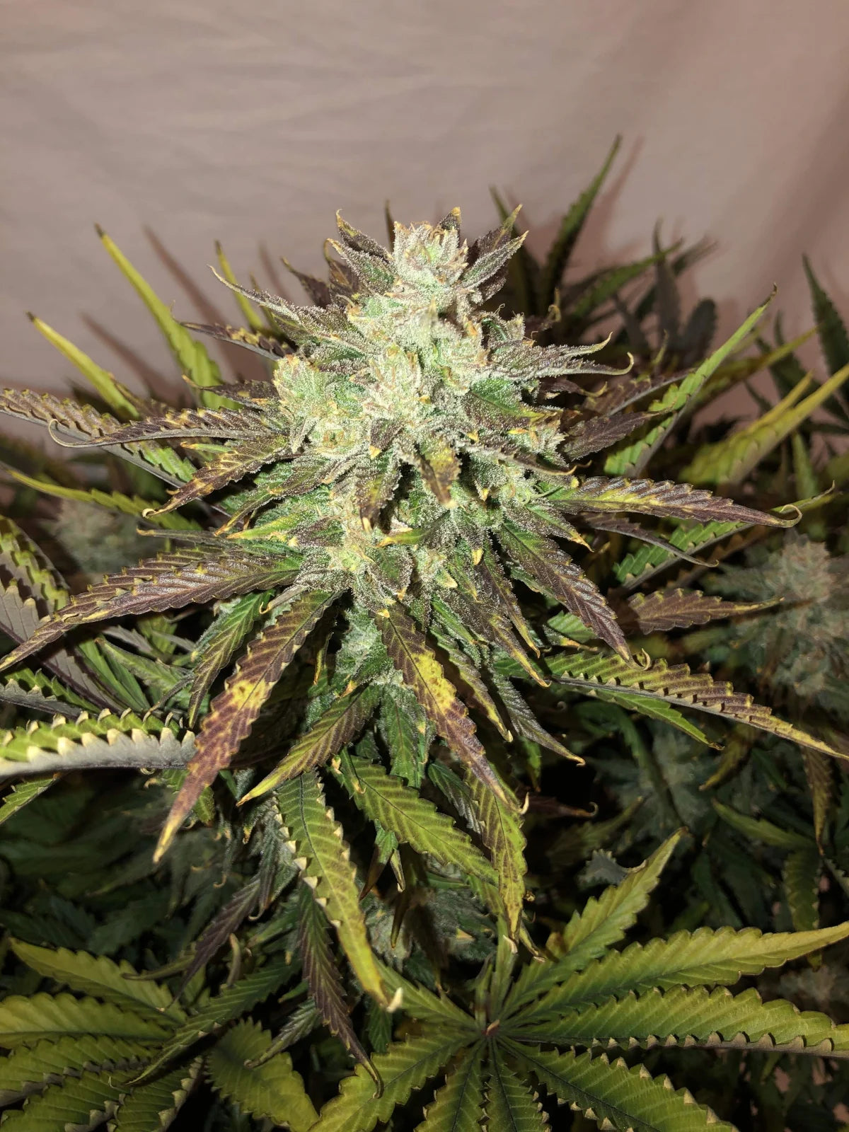 gorilla_auto_2