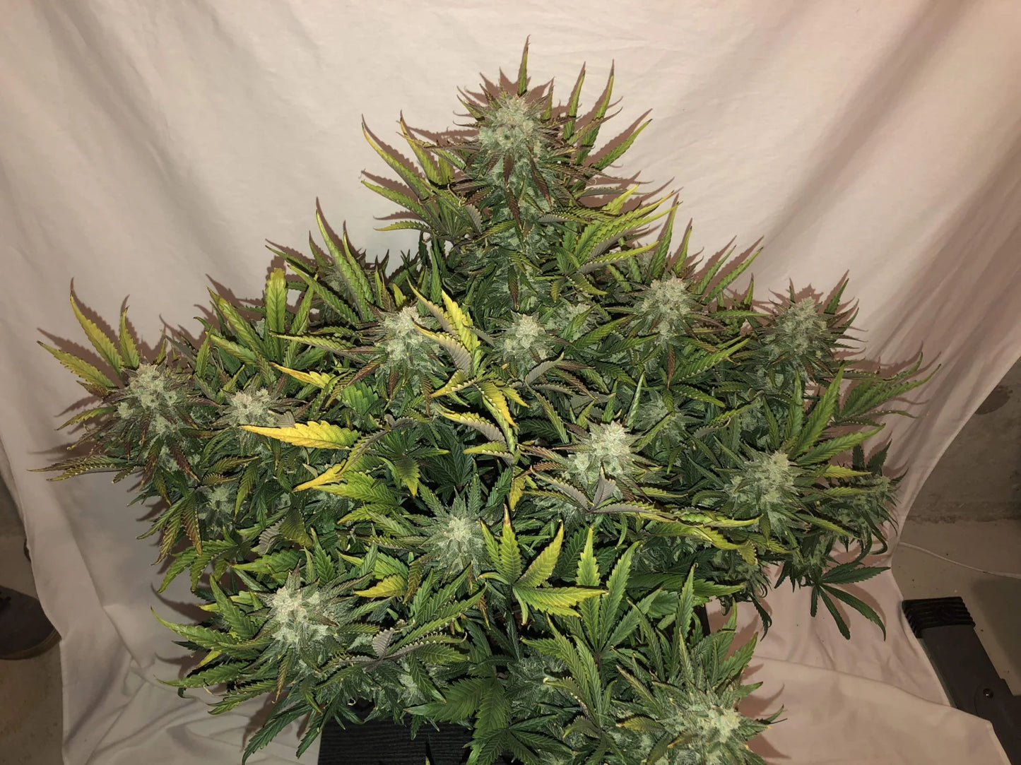 gorilla_auto_3