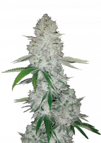 gorilla_glue_front