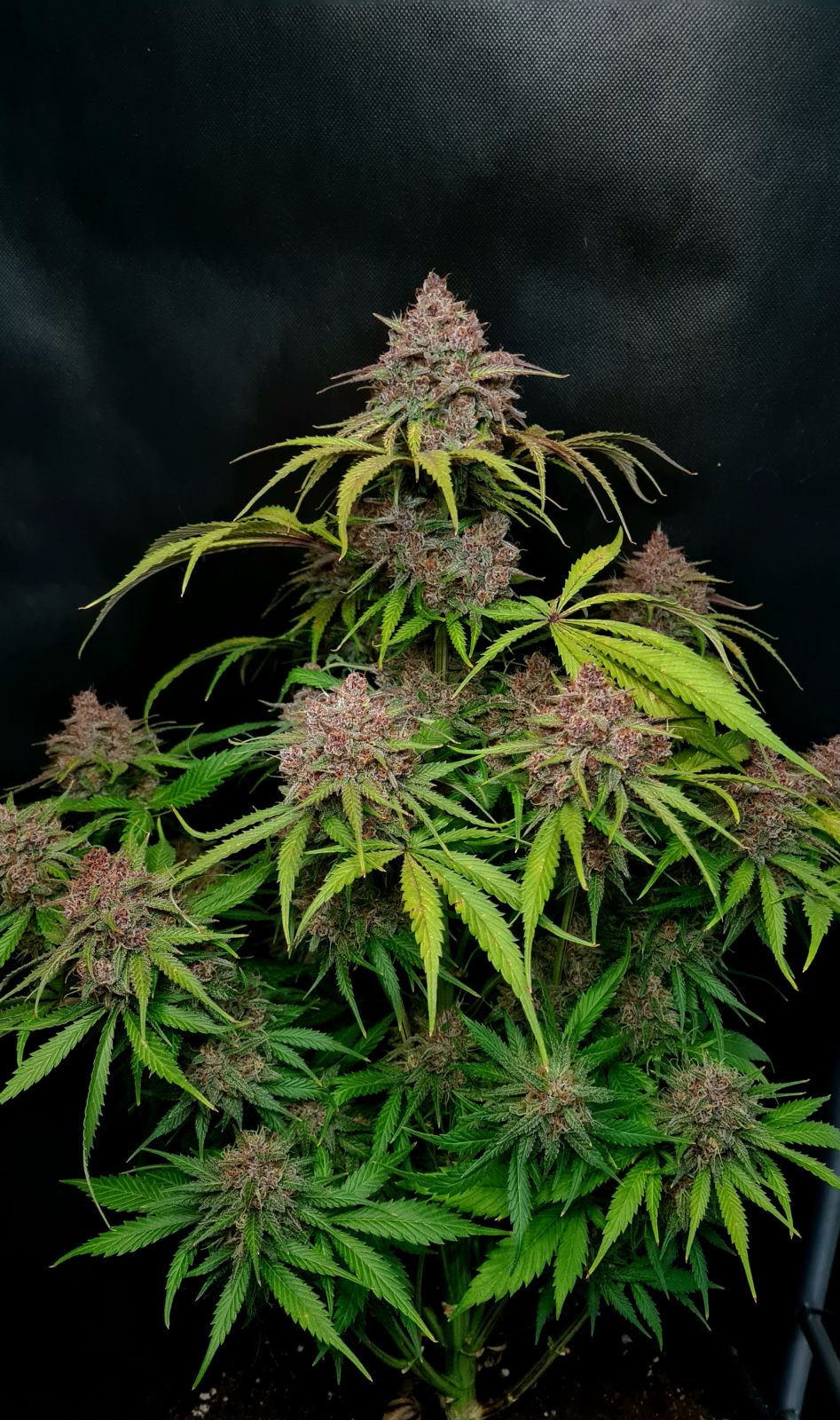 gorilla_punch_auto_1