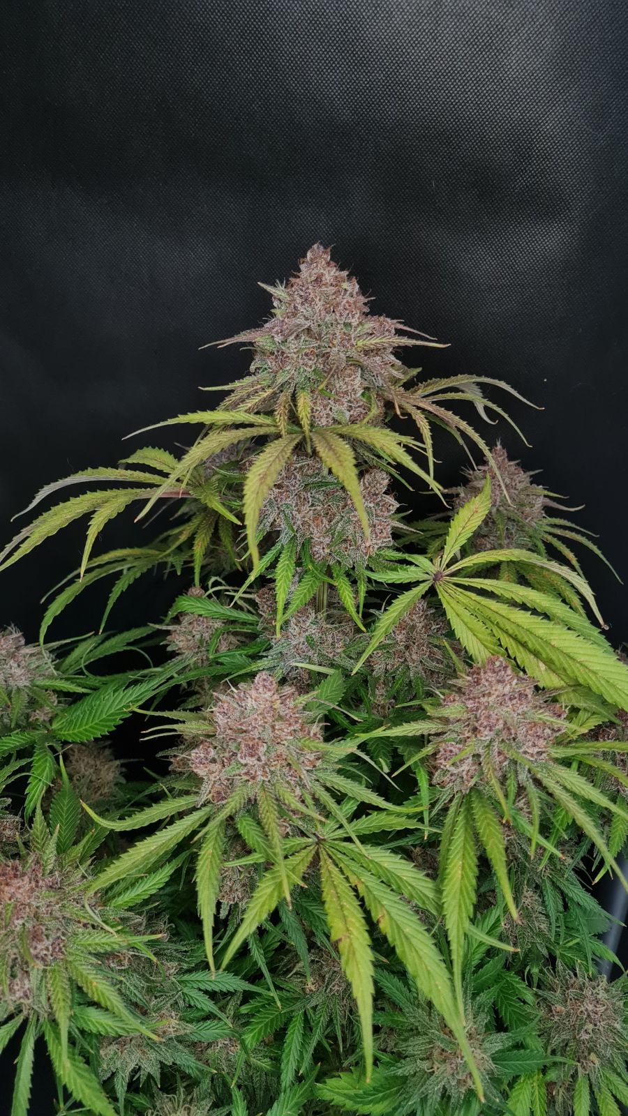 gorilla_punch_auto_3