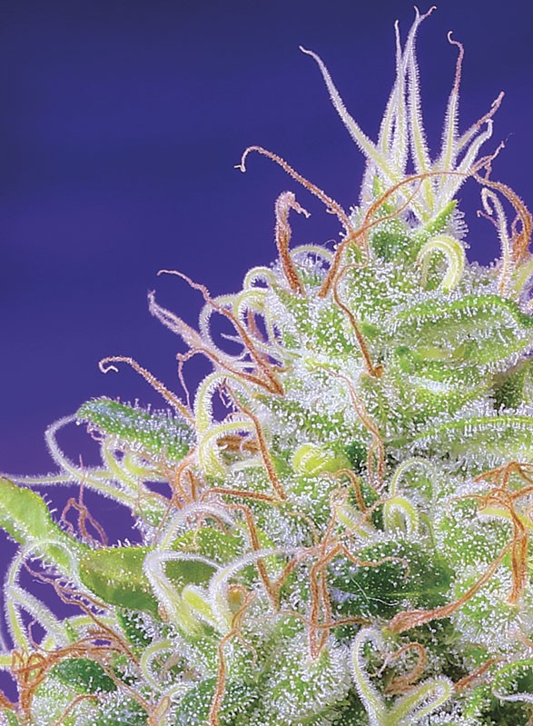 Green Poison Headbud Trichome