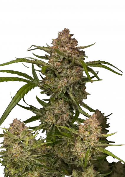 guava_auto