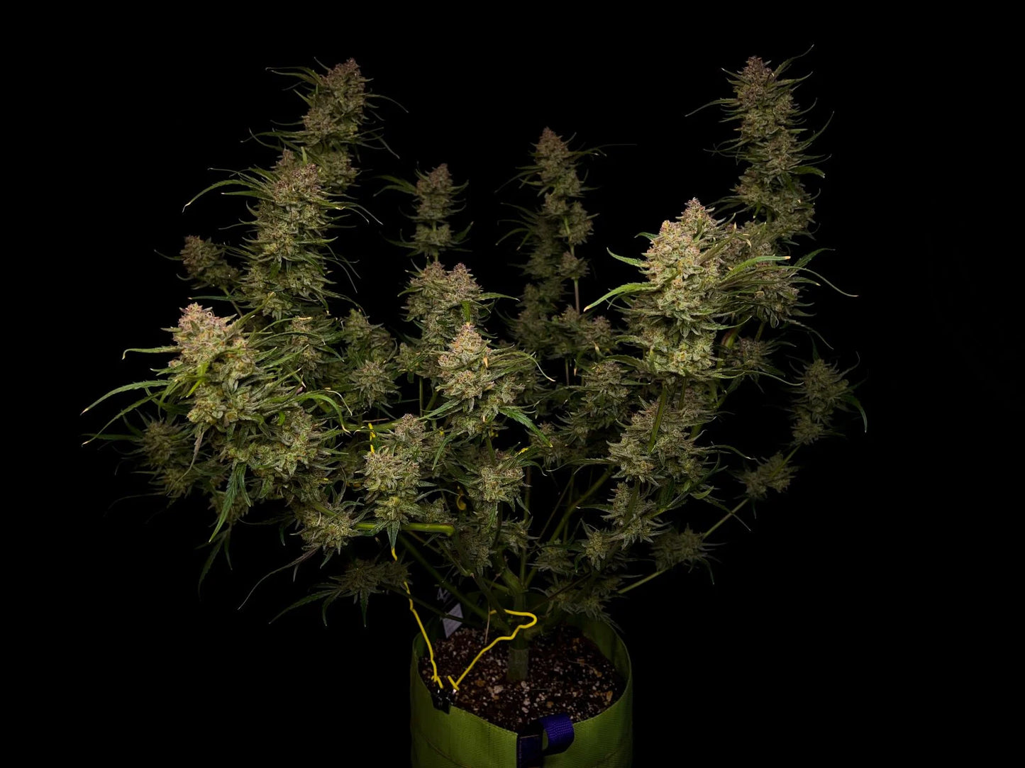 guava_auto_1