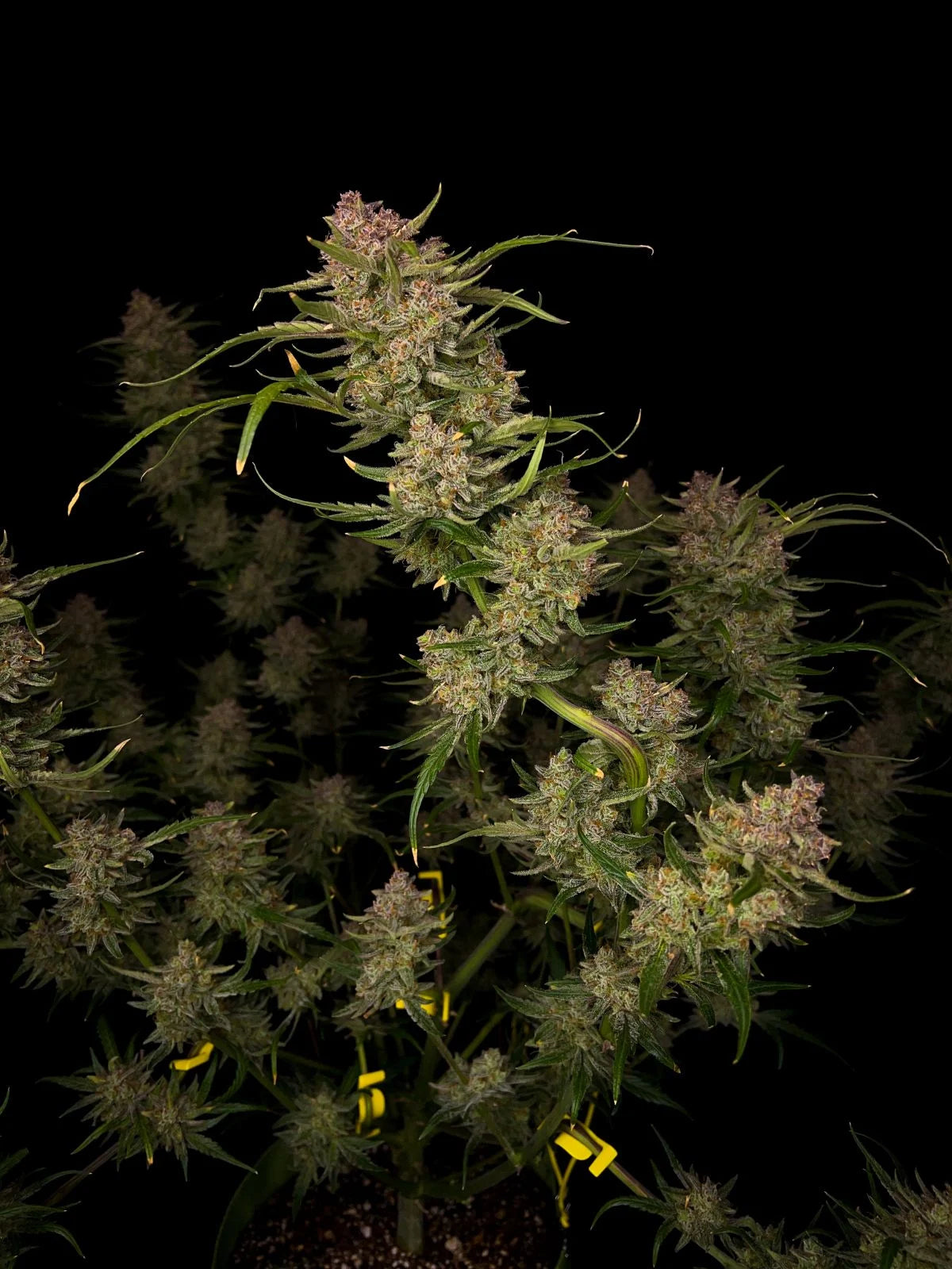 guava_auto_2