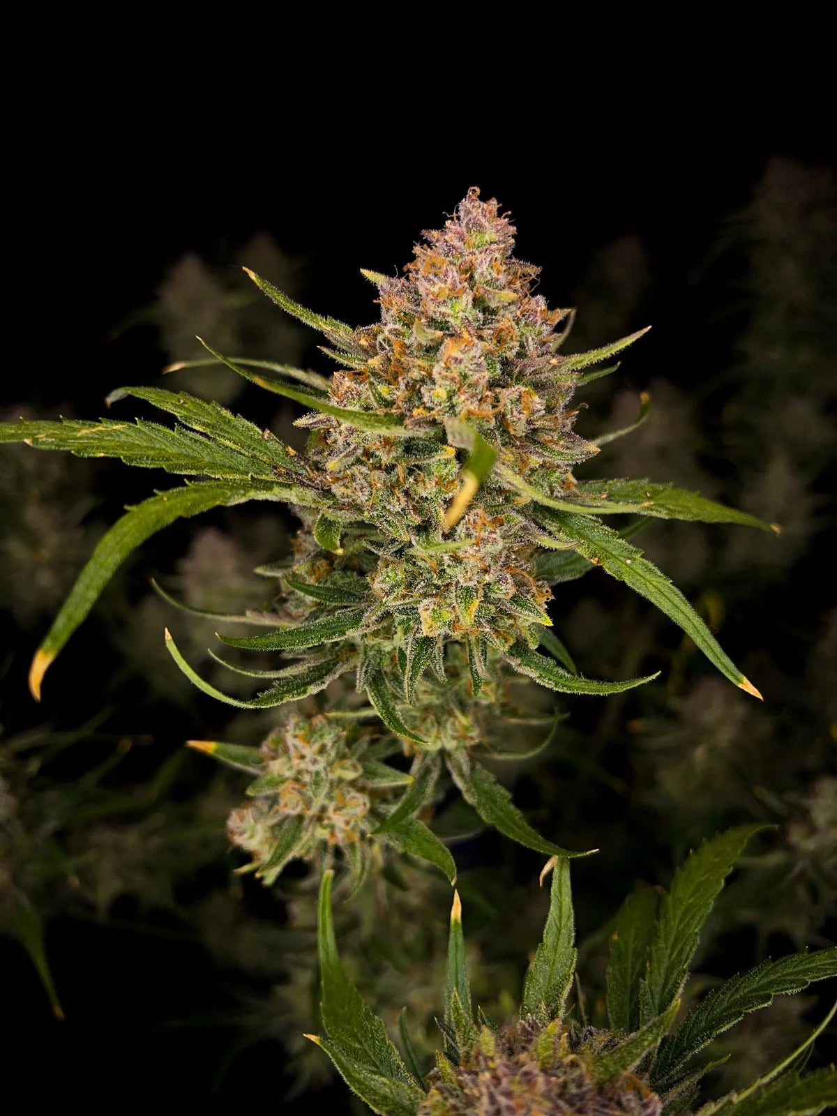 guava_auto_3