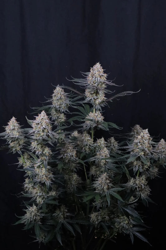 Guava Sundae Auto™
