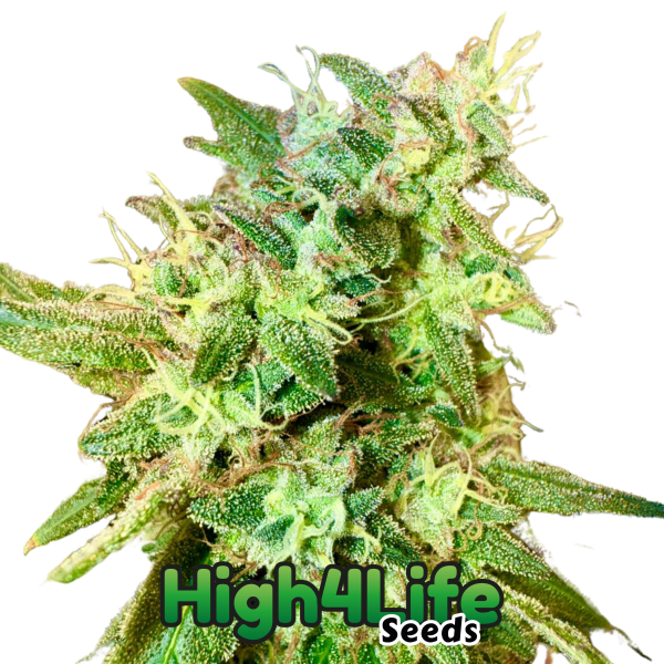 High4Life OG bei Less Organix