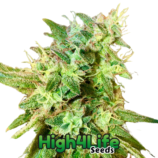 High4Life OG bei Less Organix