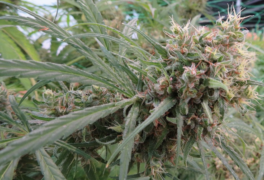 Honduras pheno