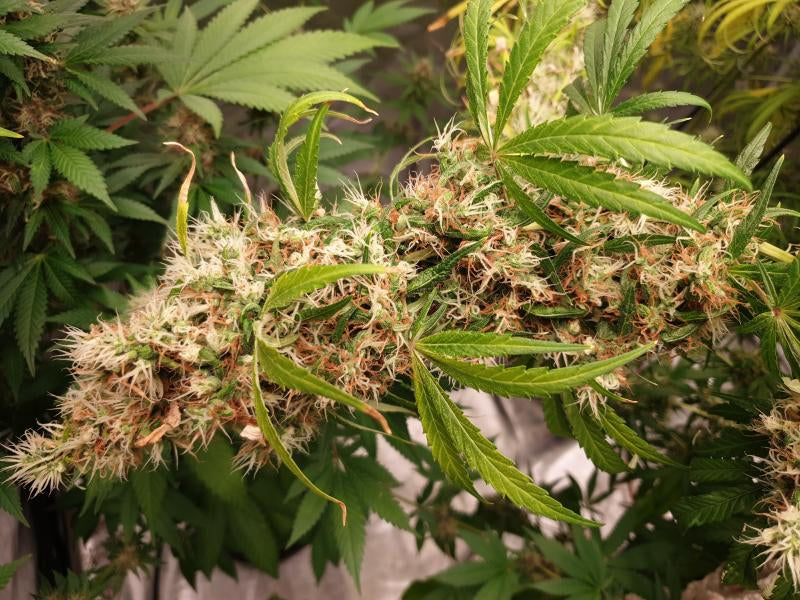 Honduras indoor