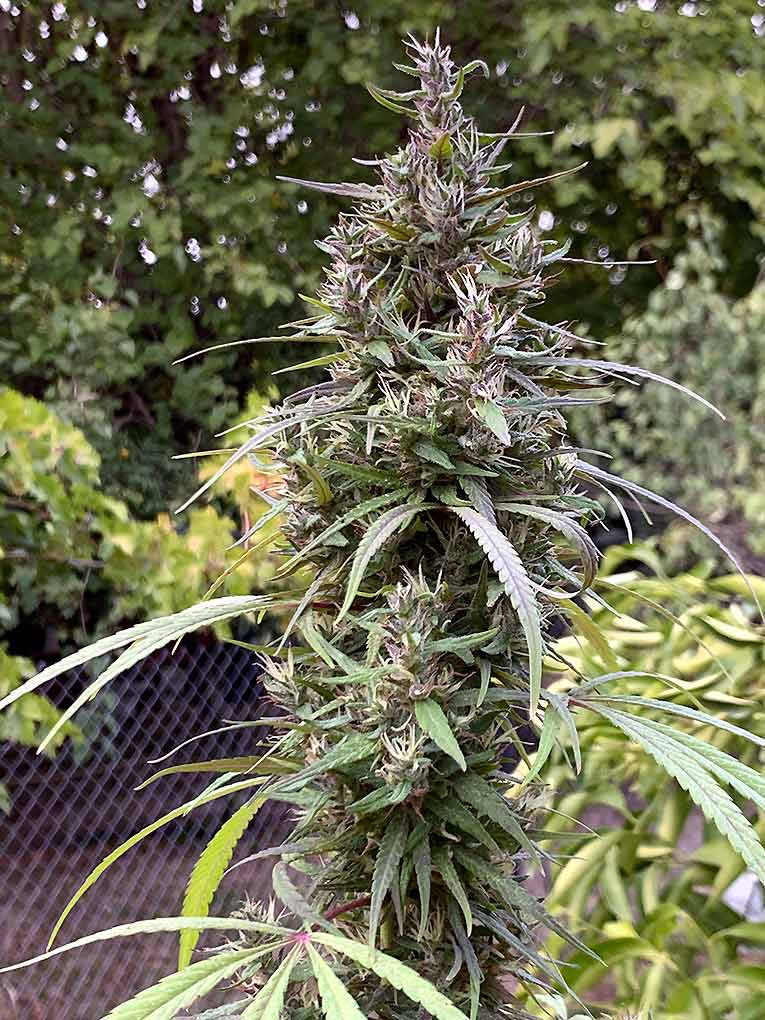 Honduras outdoor